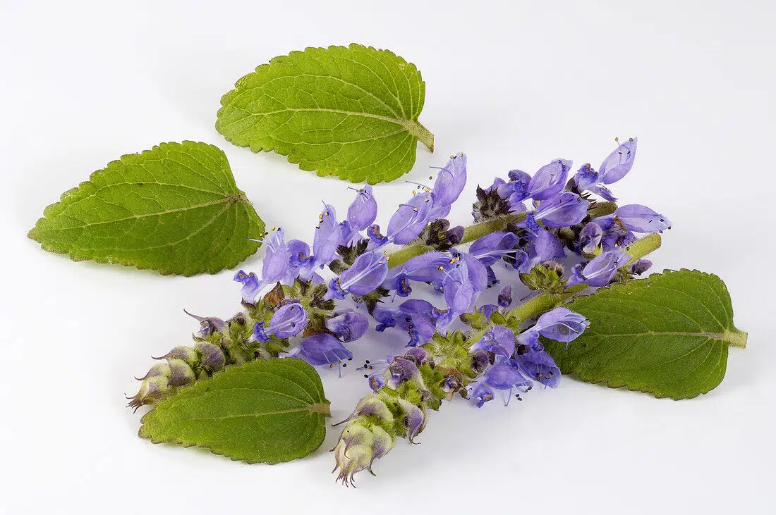 Thyroid Essentials (Formula pentru Tiroida), 90 capsule 2 Coleus forskohlii