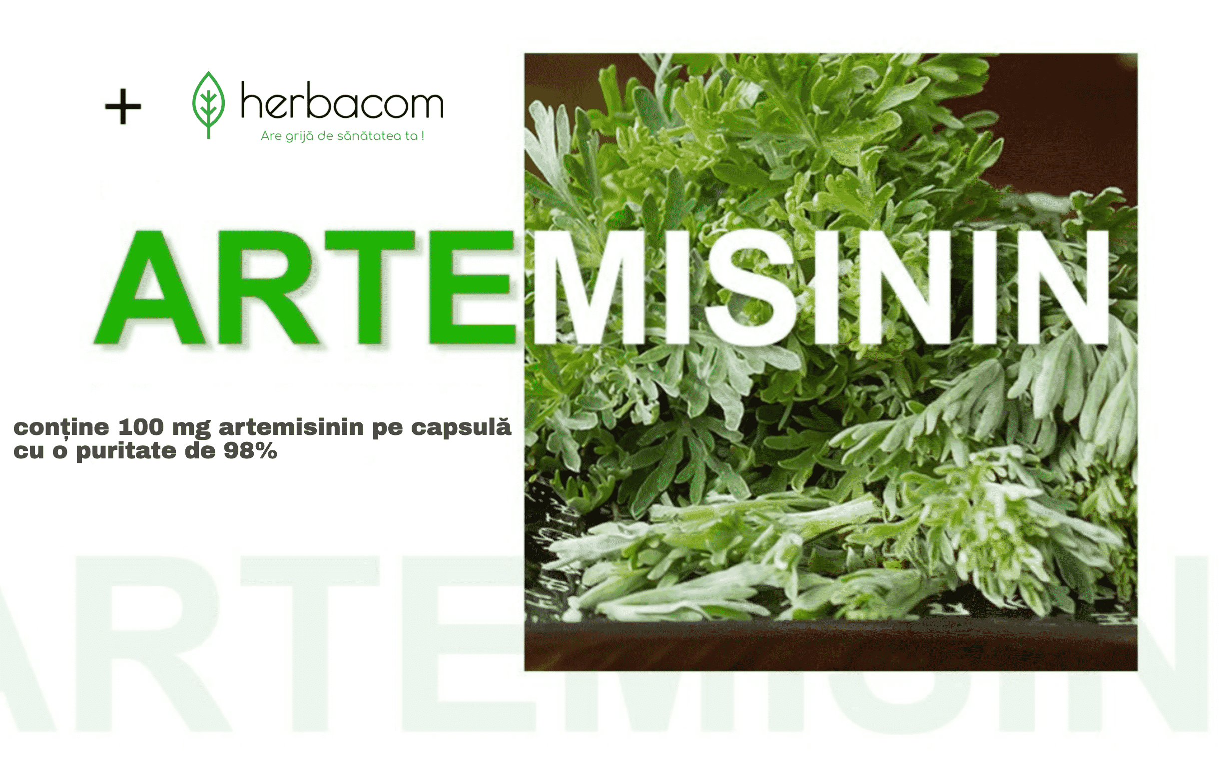Artemisinin - substanta activa din pelinul dulce (Artemisia annua), 100 mg, 90 capsule