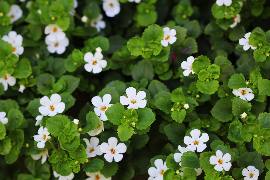 Bacopa Monnieri extract 