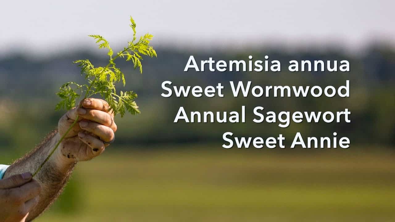 Wormwood (Artemisia Annua) Pelin Dulce, 425mg, Swanson, 90 capsule