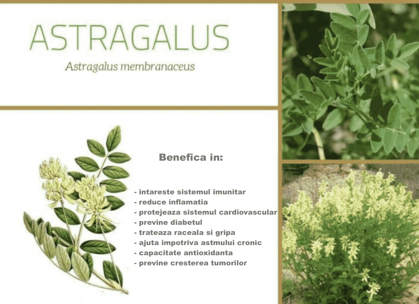 astragalus root radacina de astragalus 470mg 100 capsule beneficii