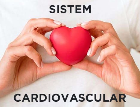 sistem cardiovascular herbacom