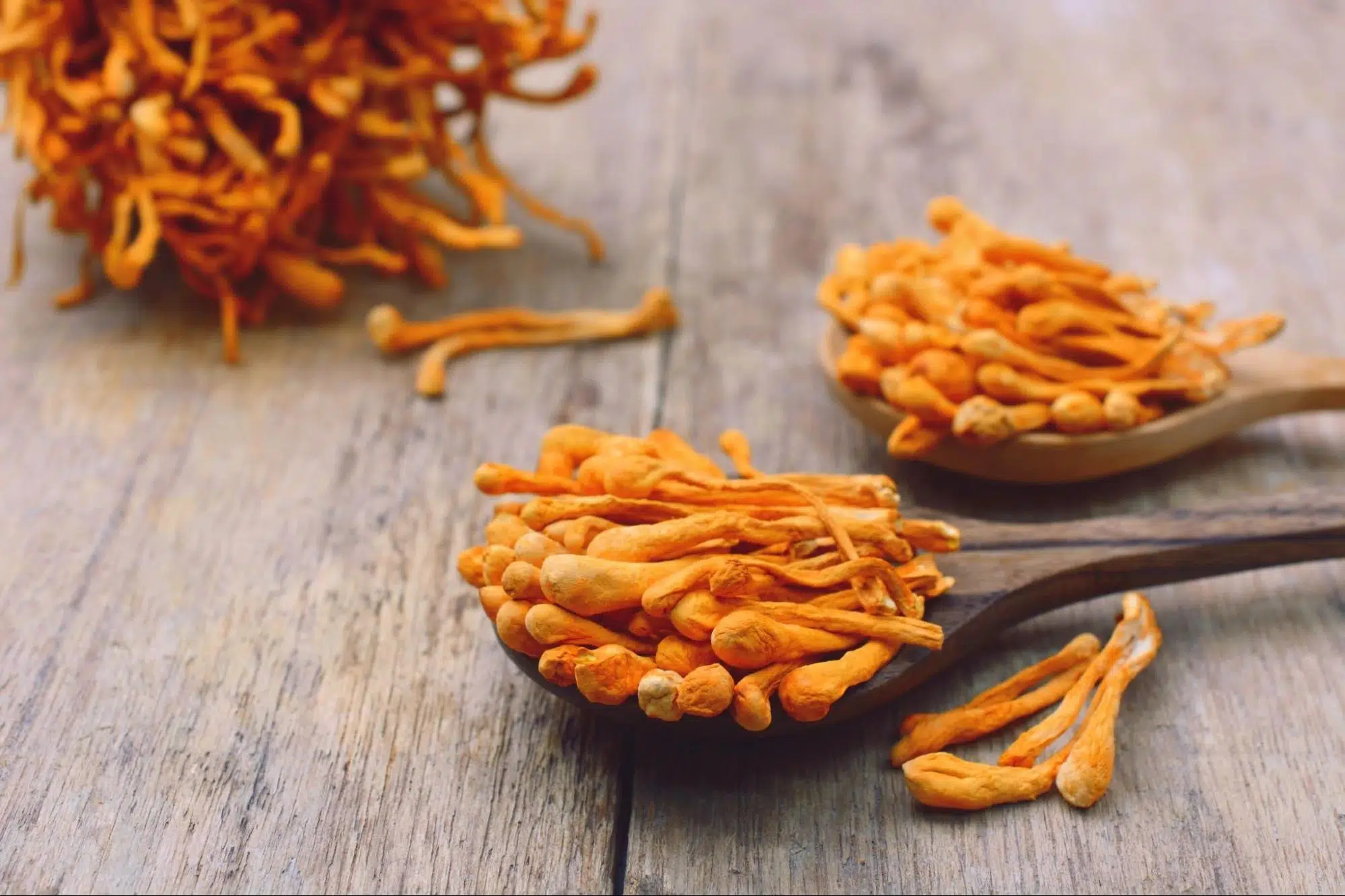 cordyceps beneficii