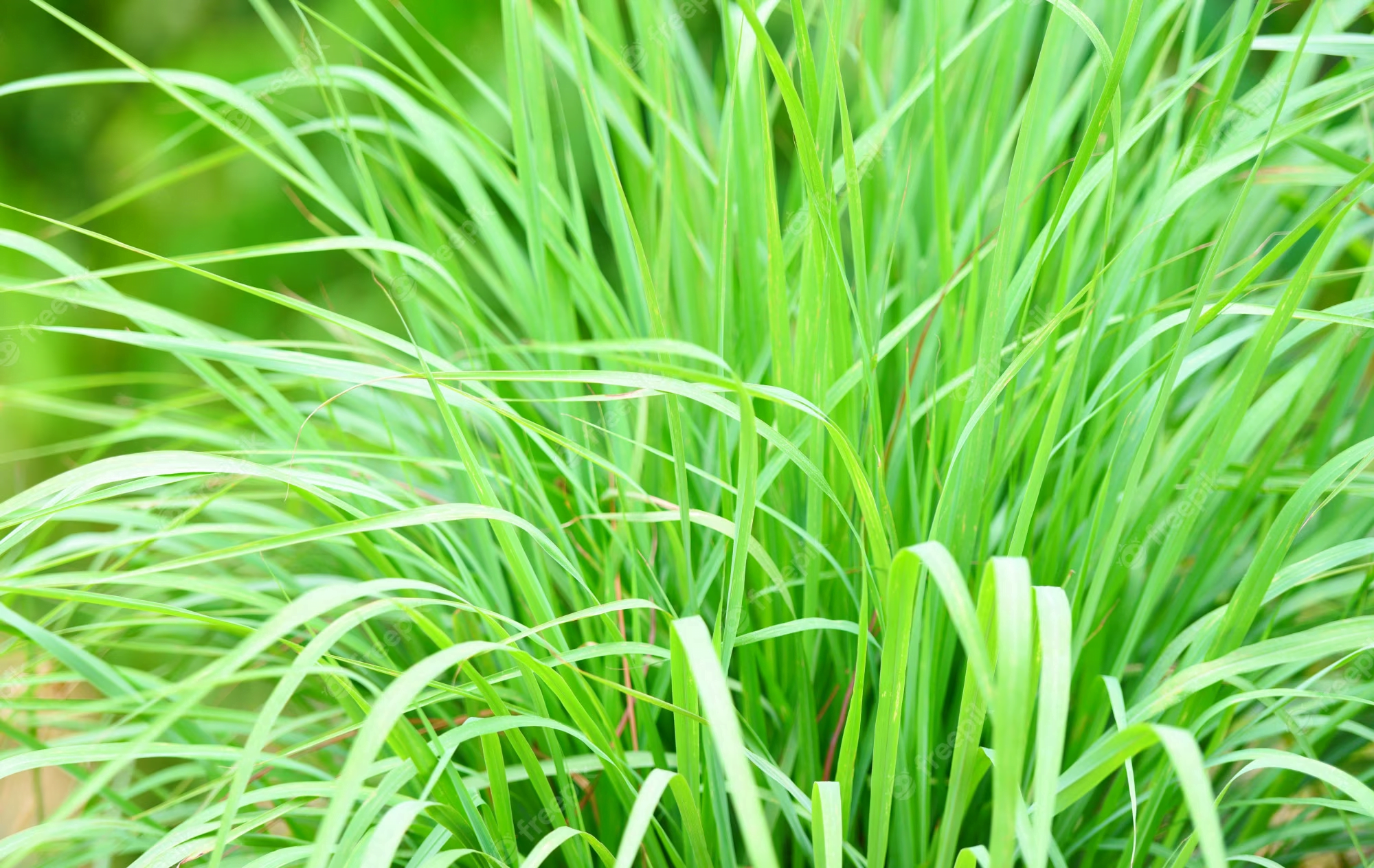 lemongrass iarba de lamaie beneficii
