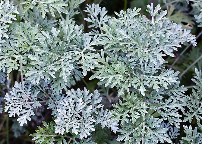  pelin-alb-beneficii-paraziti-intestinal Artemisia absinthium